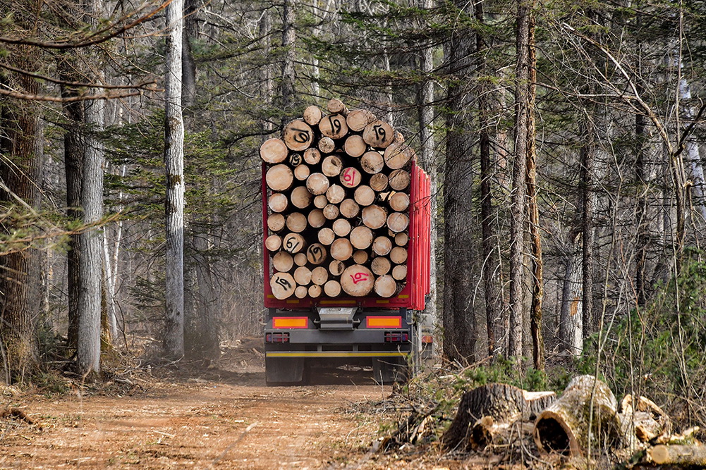 Лісові злочинні угрупування на Сумщині. Як створювались та чи будуть зупинені